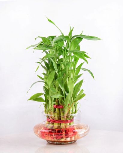 Lucky Bamboo