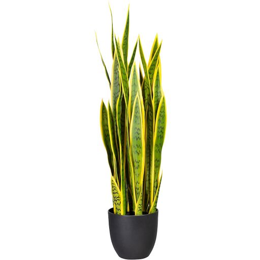 sanseveria Laurentii