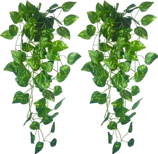 Green Money Plant