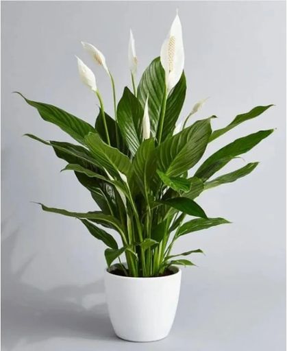 Spathyphyllum