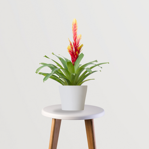 Guzmania