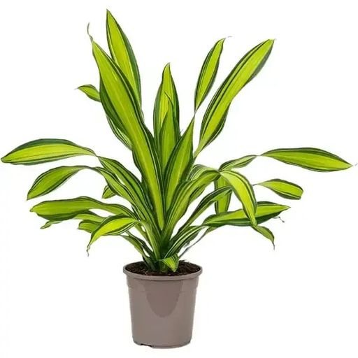 Dracaena Dara Sing