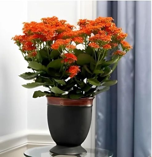 Kalanchoe