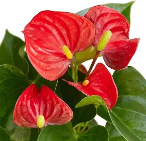 Anthurium