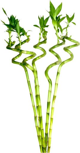 Spiral Stick (Pack of 5) 