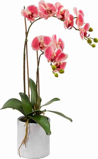 Phalaenopsis Orchid