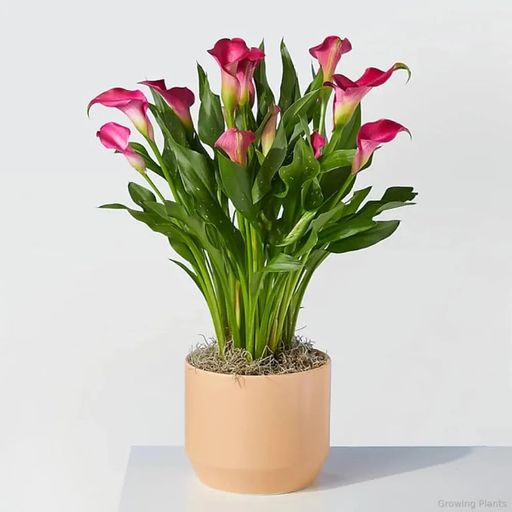 Imported (Indian cultivated) 