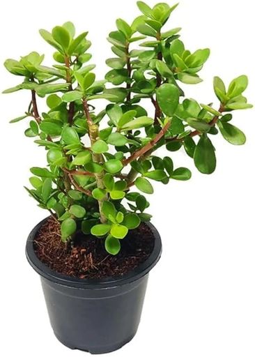 zz plant crassula