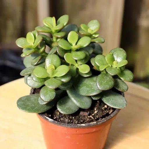 crassula 
