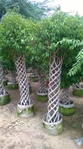 ficus cage plant