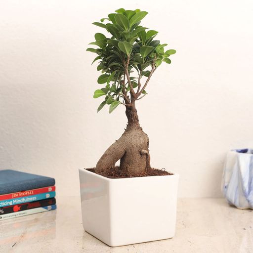Bonsai ficus
