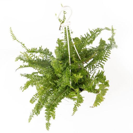 Fern hanging plant