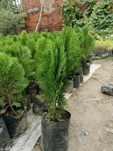 Morpankhi (Thuja Occidentalis / Platycladus orientalis)