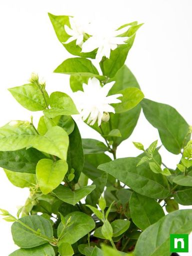 Arabian Jasmine (Jasminum sambac – “Symbiac” Variant)