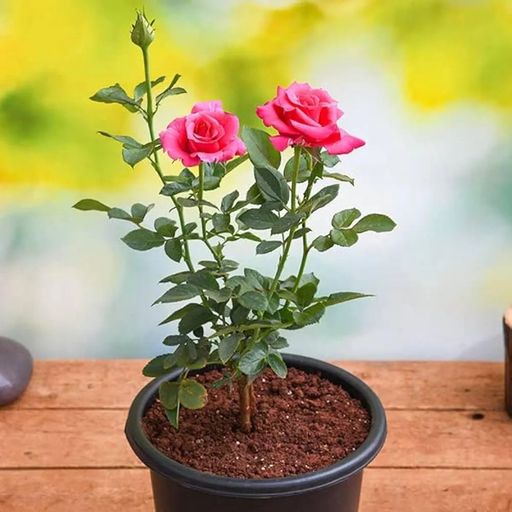 Rose (Gulab – Various Varieties)