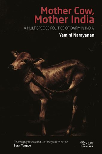 Mother Cow, Mother India
