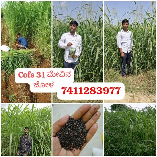 Cof31 ಮೇವಿನ ಜೋಳ