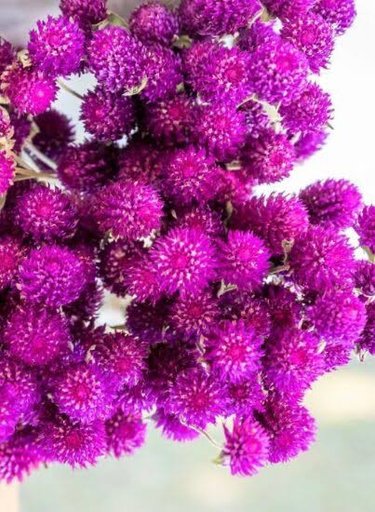 Onam flowers