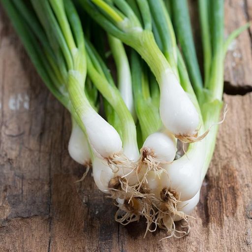Spring Onion White 