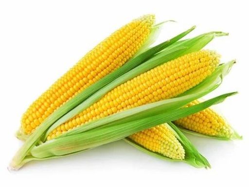 corn 1pc 