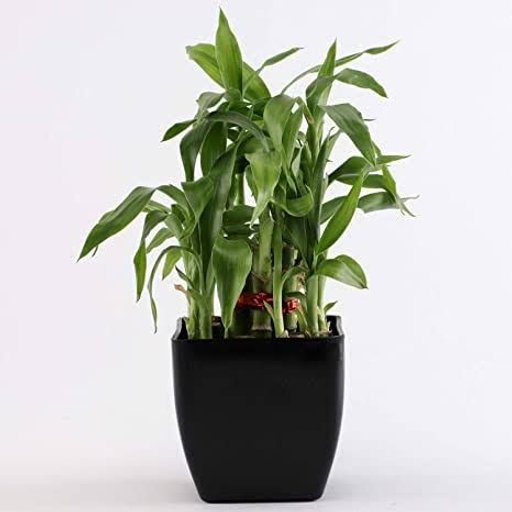 Home & Garden