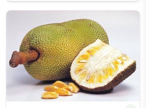 Jackfruit 