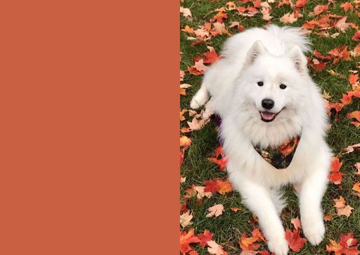 white Puppy theme animation notecards pack of 10 cards with Ishu desire cards creations 