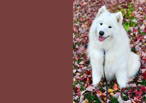 White dog notecards pack of 10 cards || Ishu desire cards creations || card no 55101101