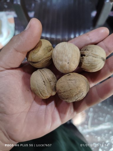 WALNUT