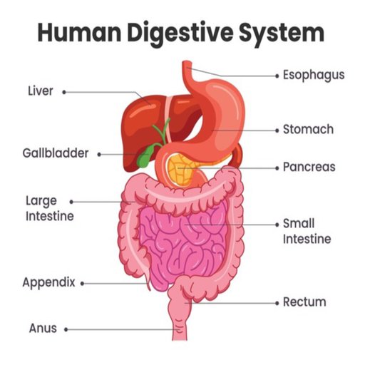 DIGESTIVE HEALTH & CLINIC