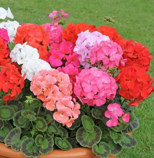 Gardening & Flowering
