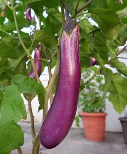 Summer fresh long Brinjal seeds
