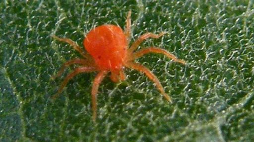Red Spider Insecticides