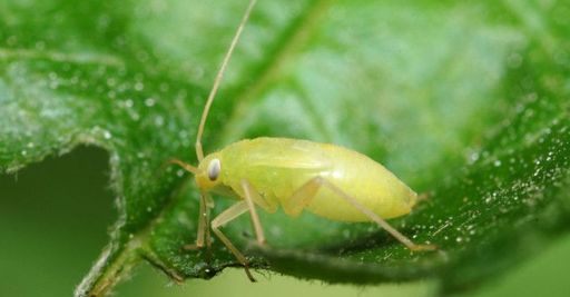 Sucking Pest Insecticides 