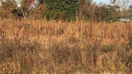 Weedicides / Herbicides