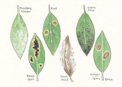 Fungicides