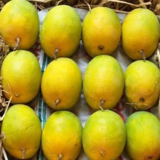 Tropical Sweet Delight Mangoes