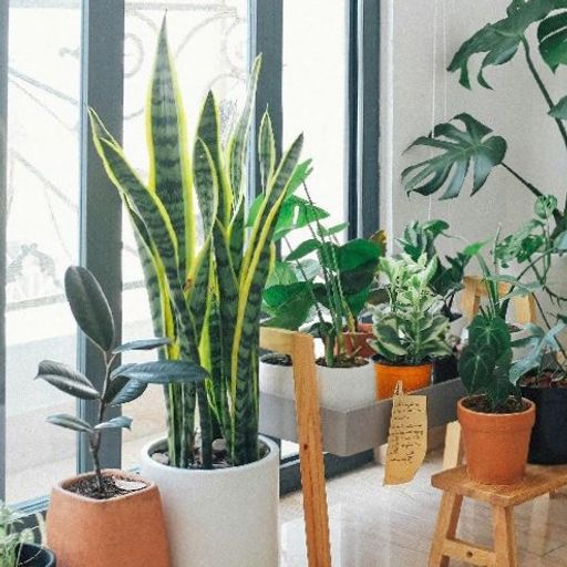 Indoor Plants