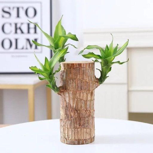 Premium Brazilian Wood Plant(with leaves)