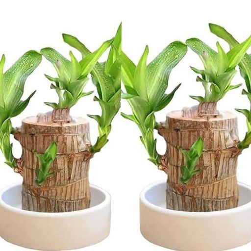 Premium Brazilian Wood Plant(Set of 2) with leaves
