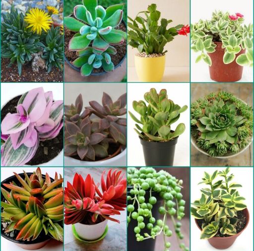 12 Succulents Combo