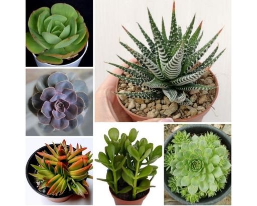 6 Succulents Combo