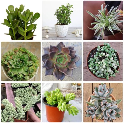 9 Succulents Combo