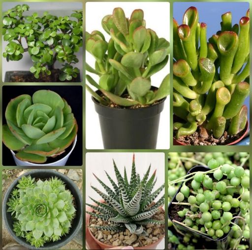 7 Succulents Combo