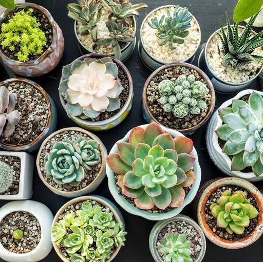Succulents