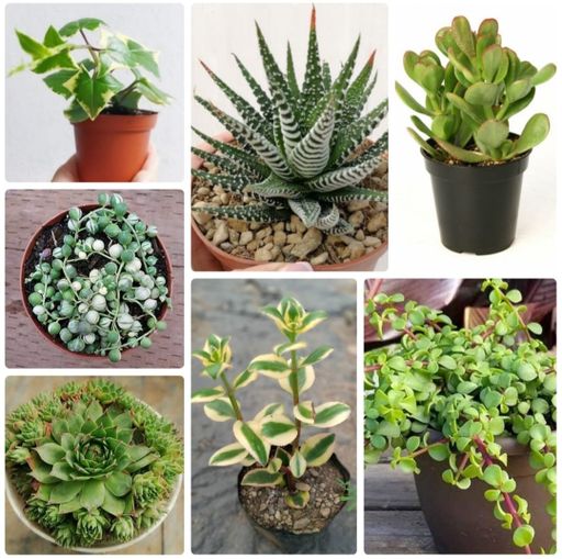 7 Succulents (Lucky Plants)