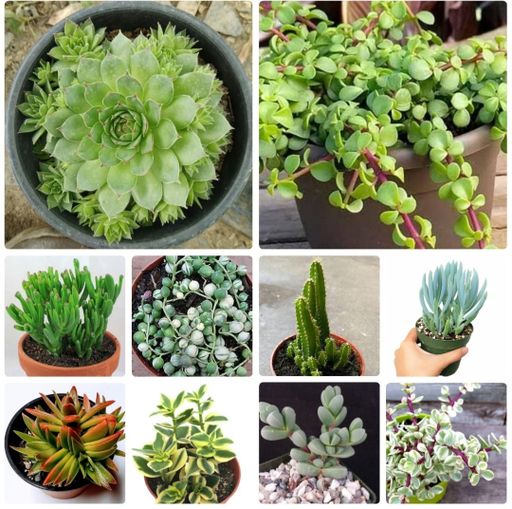 10 Succulents Combo