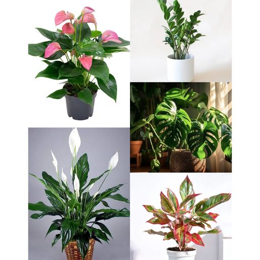 Exotic Plants Combo 1