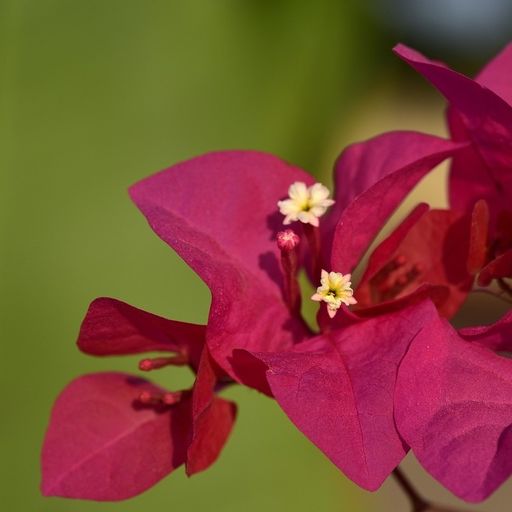 Partha (Hybrid Bougainvillea)