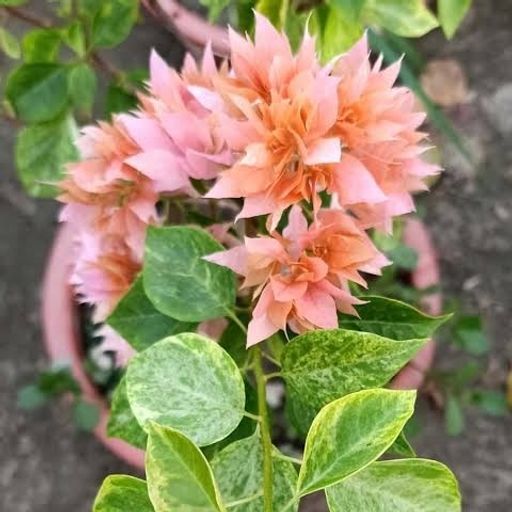 Alok (Hybrid Bougainvillea)